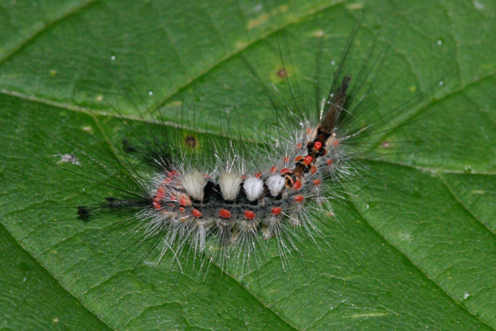 bruco da identificare - Orgyia (Orgyia) antiqua